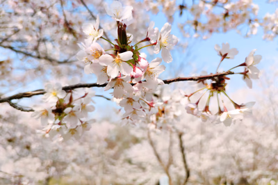 2020-03-29-18-11-26-210